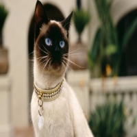 蓝色眼睛的猫品种 纯黑蓝眼睛的猫什么品种