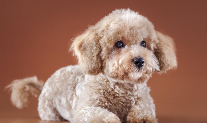 世界最小狗是什么品种,体型最小的狗狗有多大图片,最萌排名 