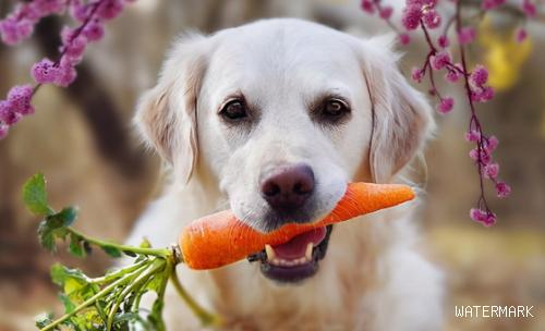 狗狗也会吃蔬菜水果？除了喜爱也有这几个方面缘故