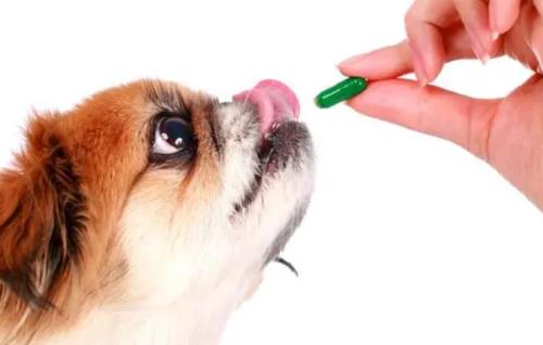 狗狗不吃药怎么办，怎么才能让狗狗乖乖吃药？