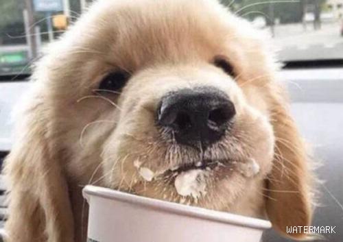 今日解答：狗狗究竟可不可以喝酸奶？