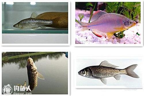 鮊鱼的习性分类及路亚用饵的关系