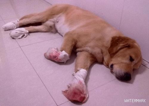狗狗生病了如何判断狗狗身体的受损严重程度