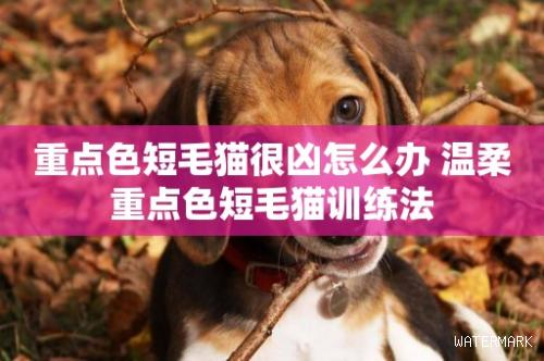 重点色短毛猫很凶怎么办 温柔重点色短毛猫训练法