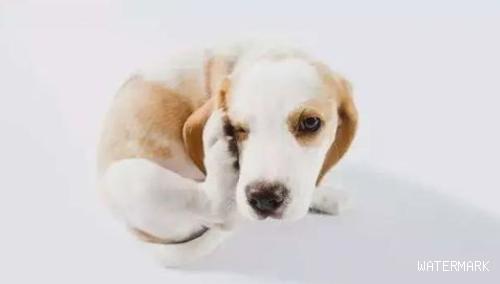 狗狗常见四种耳道疾病的预防和治疗？