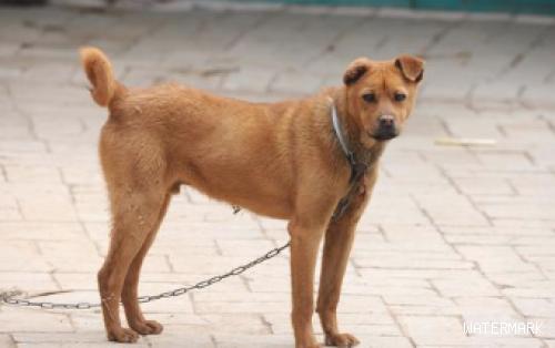 可悲！这5种中华民族犬或因禁养，将消退在中国大地