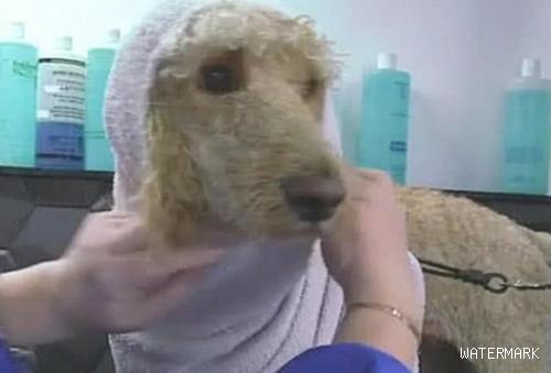 带狗狗去冼澡，店员一直认为是金毛，烘干毛发都立即愣住了！