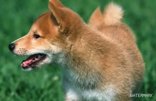 酶与益生菌对于狗狗有何作用？