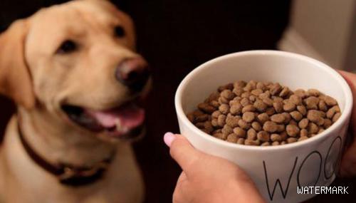 如果给狗吃狗粮，是否还需额外补钙和缺钙的症状表现