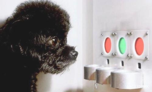 为什么说狗狗是红绿色盲，眼里只能高级灰？它的全球也是有色彩