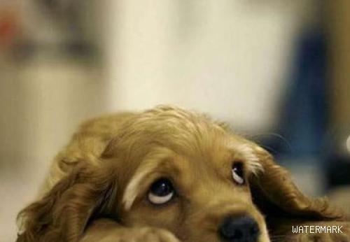 狗狗健康丨为什么我的狗狗总是流眼泪？