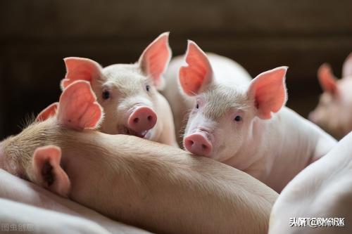 猪价强势上涨，猪肉收储接连流拍为何还要收？背后含义你知道吗？