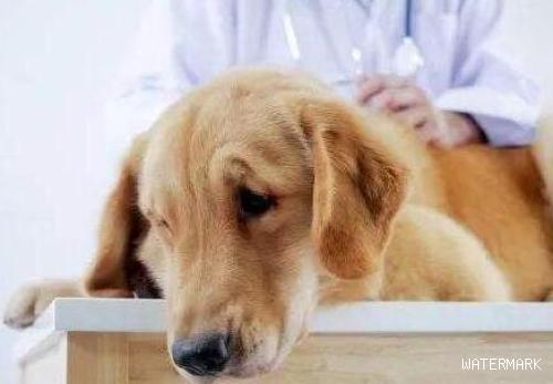 宠物健康丨主人怎样给宠物做身体检查