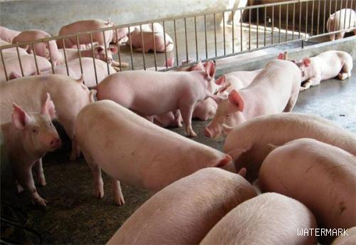 肉猪怎么育肥 肉猪育肥技术
