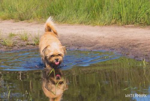 这几种水会伤害到狗狗的身体！