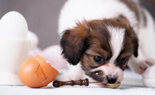 为何狗狗不能吃鸡蛋清，却可以吃鸡蛋黄？对你说缘故