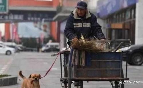 流浪狗为报收养之恩，主动帮环卫大爷清扫街道，画面令人暖心