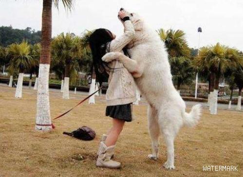 为什么女生都普遍喜欢大狗狗。