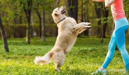 如何训练狗狗“用后腿站立”？有哪些方法？