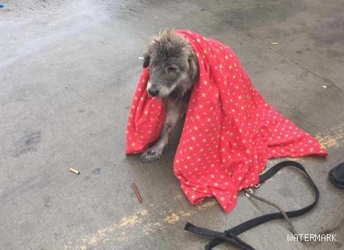 冬天下雨天一条狗被扔在大街上湿漉漉也害怕动，它毫无疑问想等主人来接它