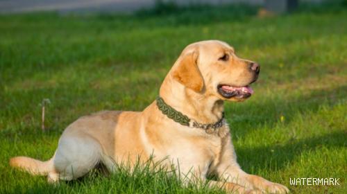 狗狗风湿症的治疗方法，狗狗风湿怎么治？