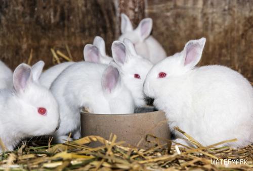 兔子养殖常见的疾病，以及如何去防治，不妨看看