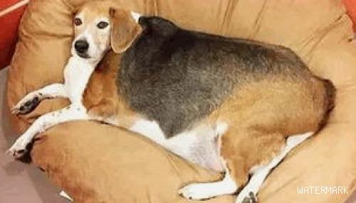 狗狗到底多胖才算胖？应该怎么判断狗狗是否肥胖？
