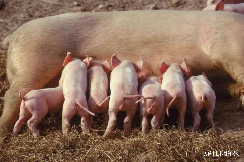母猪哺乳期采食下降怎么办？如何提高仔猪断奶重？