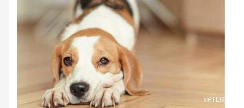 狗狗夏天较常见的疾病有哪些？ 怎样防治才有效？
