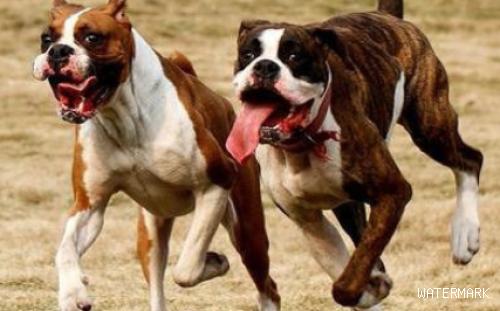 狗狗感受排名榜：最“臭”的7种狗，每只全是“臭汪”