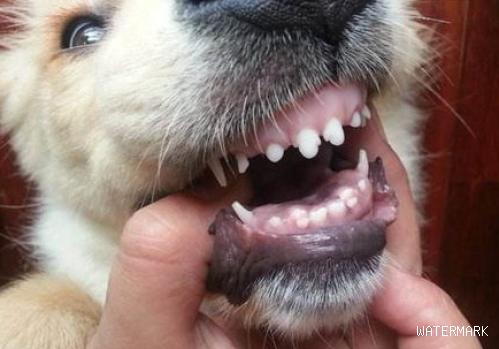 狗狗有双排牙怎么办，双排牙对狗有什么危害？