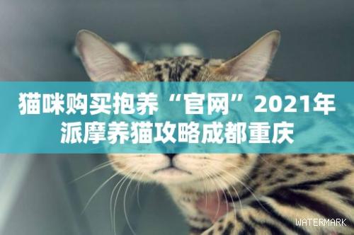 猫咪购买抱养“官网”2021年派摩养猫攻略成都重庆