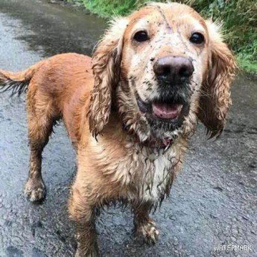 厚脸皮的拉布拉多犬，被评为英国最脏的狗，它可太骄傲了！