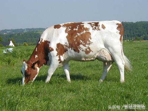 世界十大奶牛品种，第1名1年竟然产了32吨牛奶！