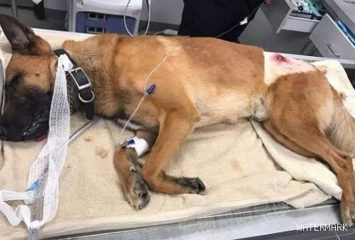 弗罗里达州警员们带上警犬参加枪战，其中一只狗狗的行为让所有人都超级感激！