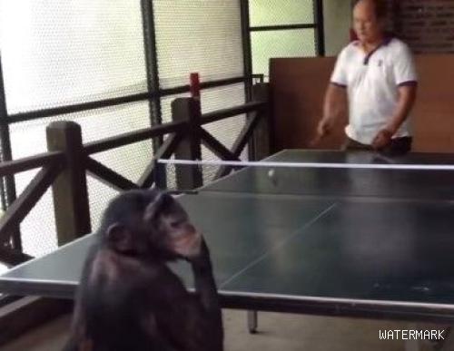 黑猩猩和人类打球 赢了还转身偷笑