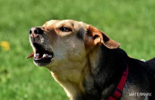 狗狗的嗅觉为何如此灵敏?