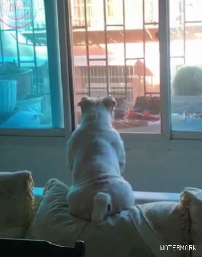 狗狗坐在沙发上盯住外边看过大半天，主人家：那么胖，望穿了也瘦不了