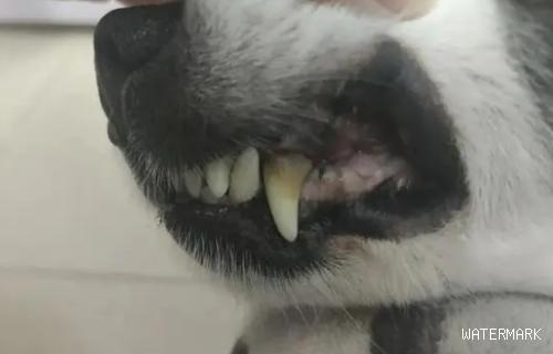 如何解决狗狗牙结石和口臭问题？来看看吧