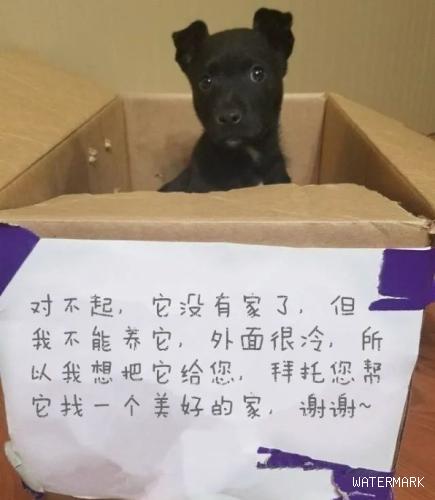 可怜狗狗被弃校门口纸箱内，箱上纸条解释原因，读完后感动又无奈
