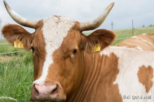 养牛都有哪些难题，新手入行如何解决？