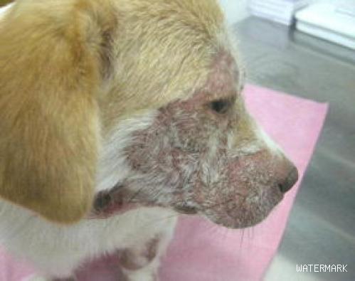 宠物狗狗常见的皮肤病简单治疗方法