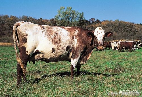 世界十大奶牛品种，第1名1年竟然产了32吨牛奶！