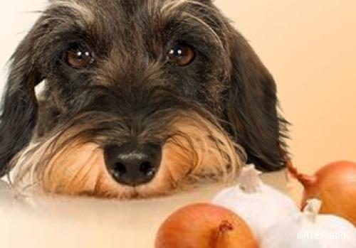 狗狗吃洋葱为什么会中毒，狗狗吃洋葱中毒了应该怎么办？