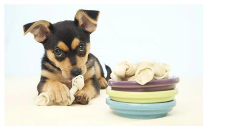 怎样让狗狗迷上吃饭？这篇文章有答案！