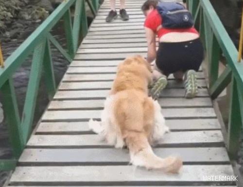 金毛狗狗害怕过木桥，女主人爬地面上跟狗狗一起走