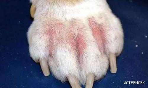 宠主需知：犬猫常见皮肤病检查方法大全