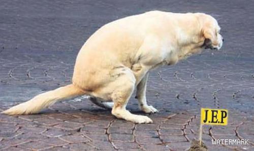 狗狗便秘，多喂它水喝就可以了吗？