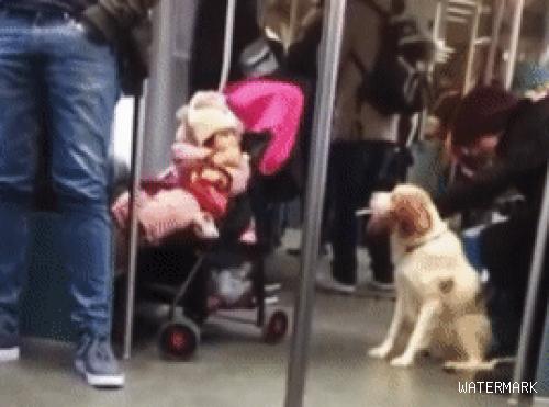 当狗狗坐地铁遇到小朋友，画面好有爱！