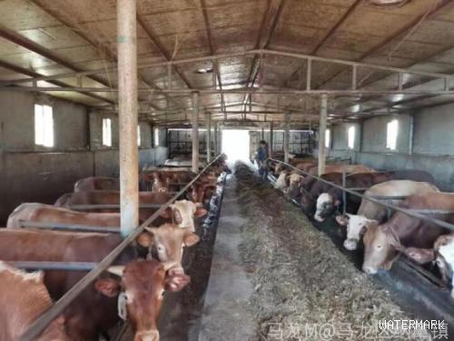 纳章镇畜牧养殖产业为乡村产业振兴添动力